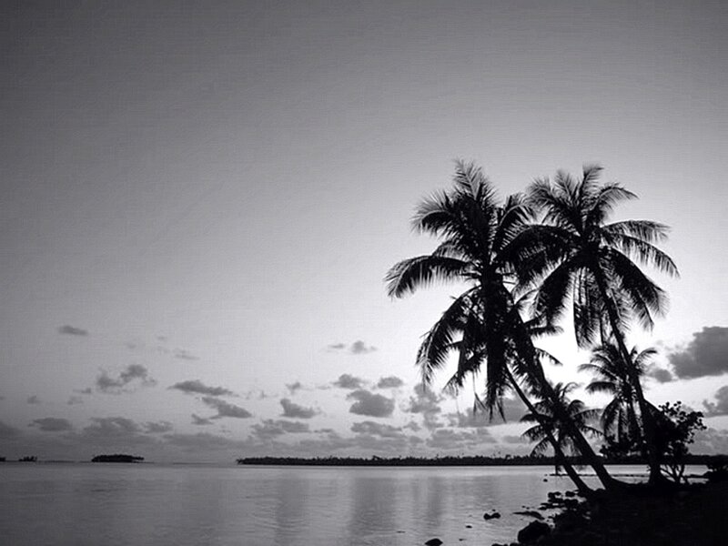 Palm Trees at Sunset — Black