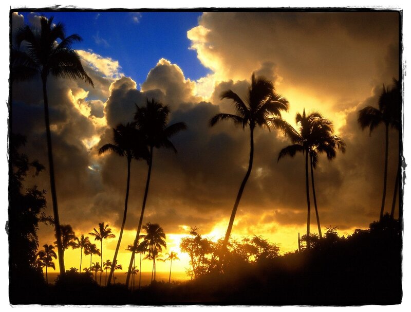 Palm Trees at Sunset — Blue, Dramatic, Photograph, Clouds, Sky