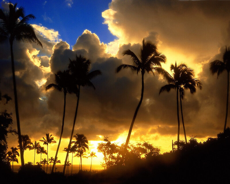 Palm Trees at Sunset — Blue, Dramatic, Photograph, Clouds