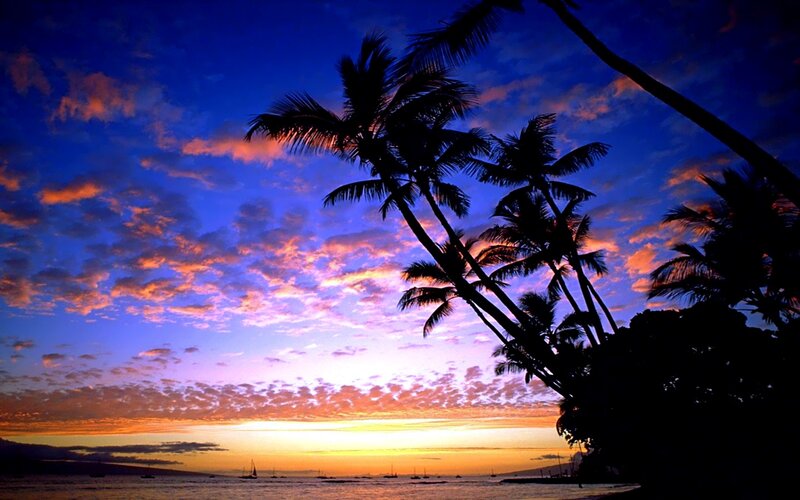 Palm Trees at Sunset — Blue, Serene, Photograph, Sky, Ocean, Boats