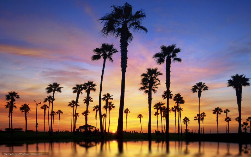 Palm Trees at Sunset — Blue, Serene, Photograph, Sky, Reflection