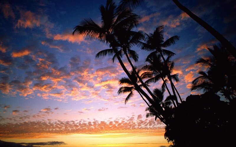 Palm Trees at Sunset — Blue, Serene, Photograph, Sky