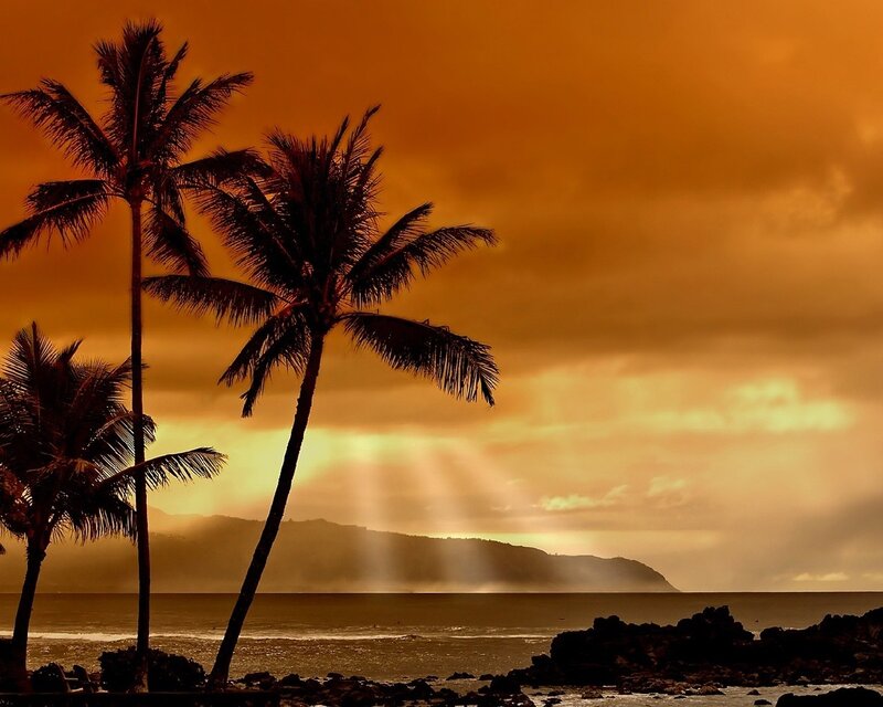 Palm Trees at Sunset — Brown