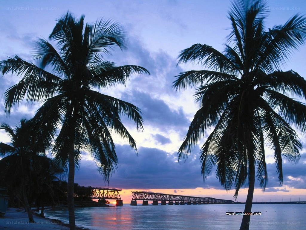 Palm trees at sunset by a bridge