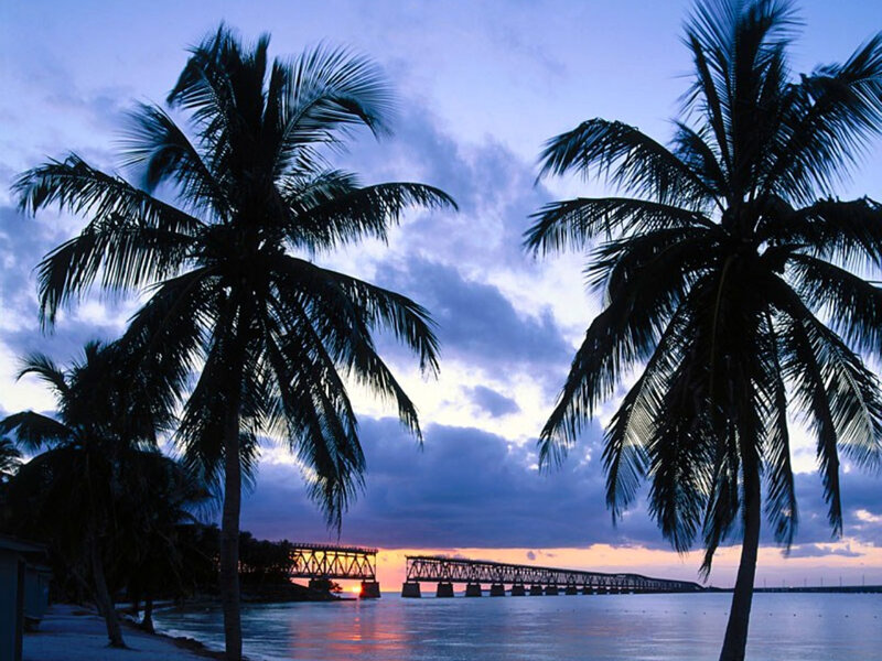 palm trees at sunset by a bridge