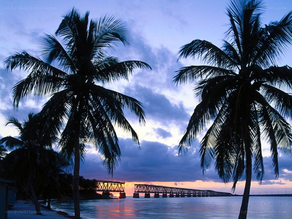 palm trees at sunset by a bridge