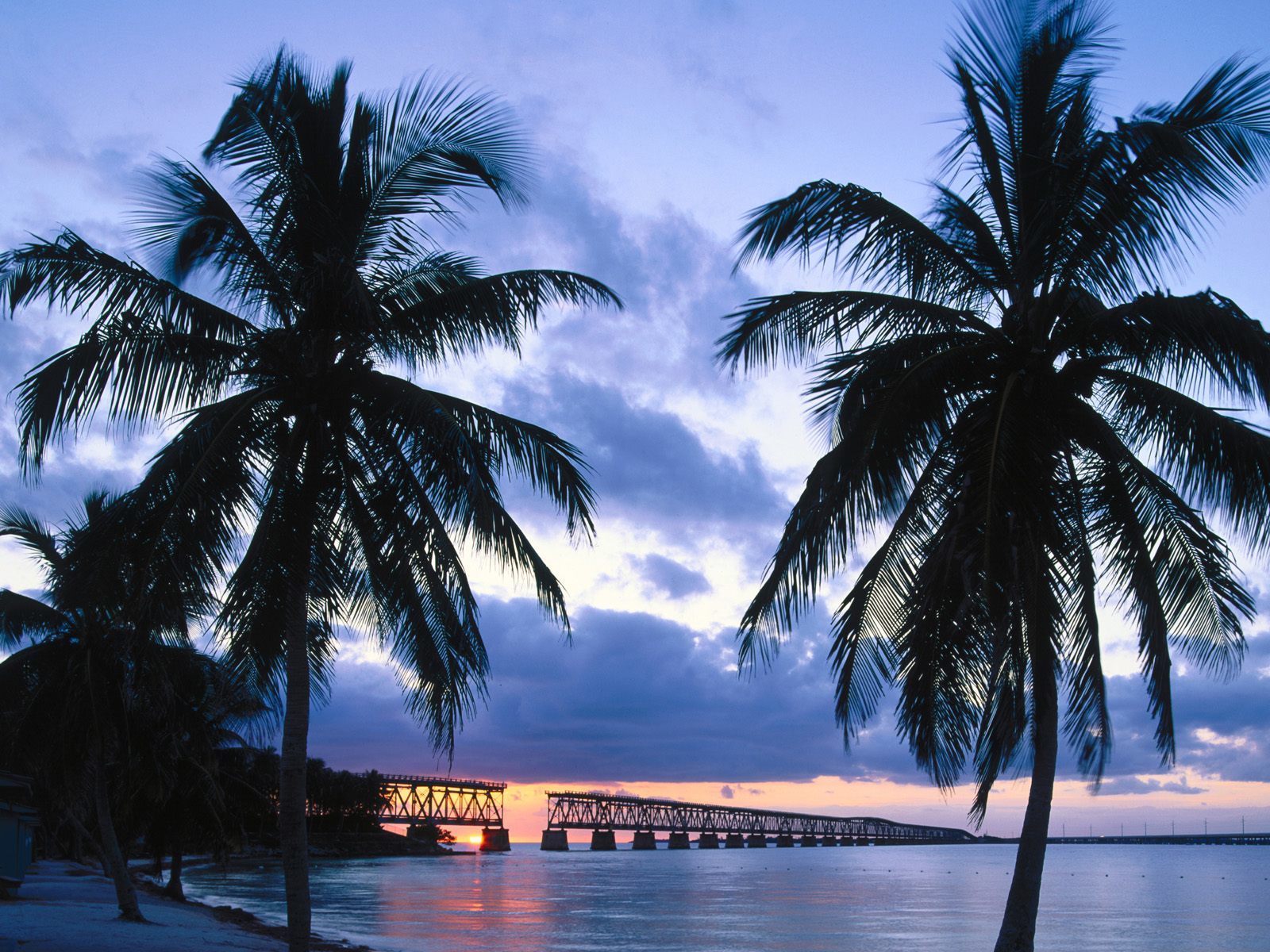 Palm trees at sunset by a bridge
