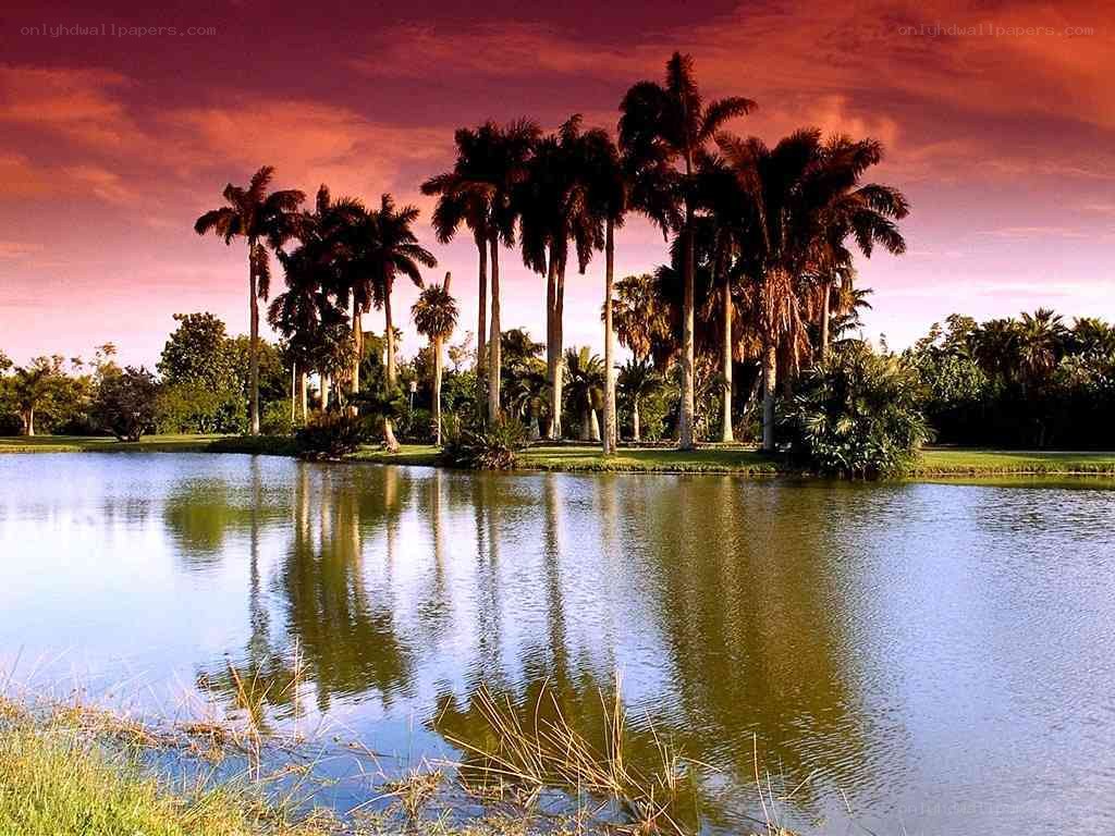 Palm trees at sunset by a lake
