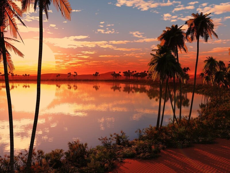 Palm trees at sunset by the lake
