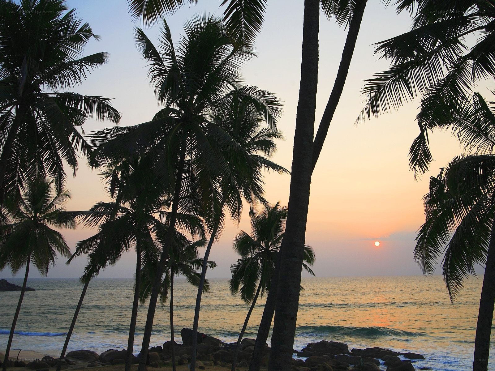 palm trees at sunset by the ocean