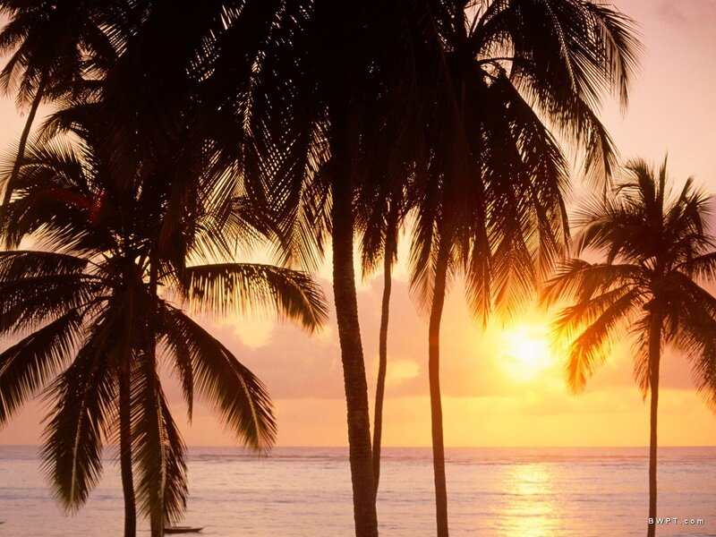 Palm trees at sunset by the ocean