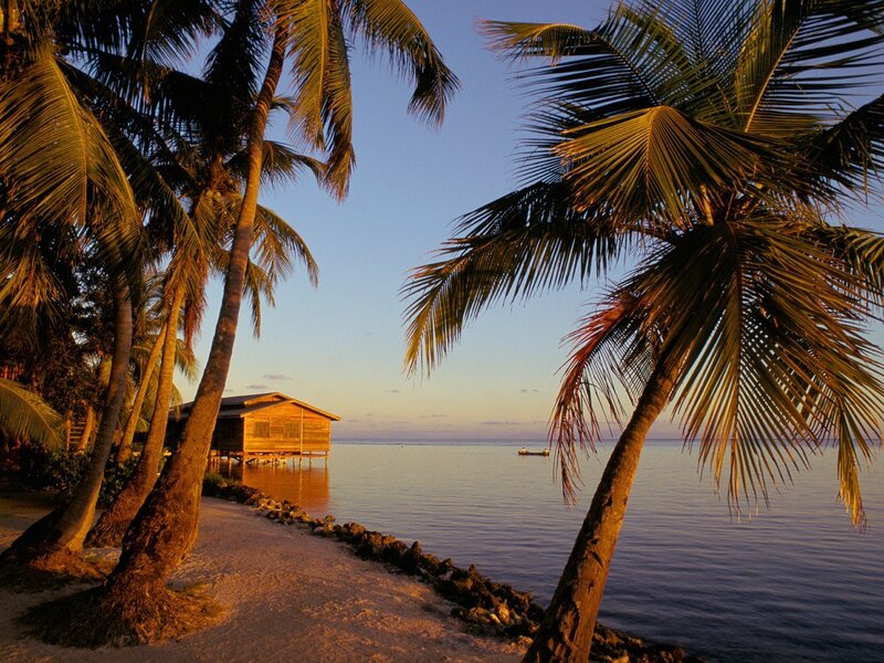 Palm trees at sunset by the ocean