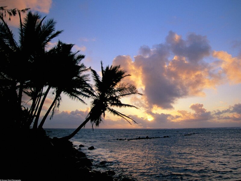Palm trees at sunset by the ocean
