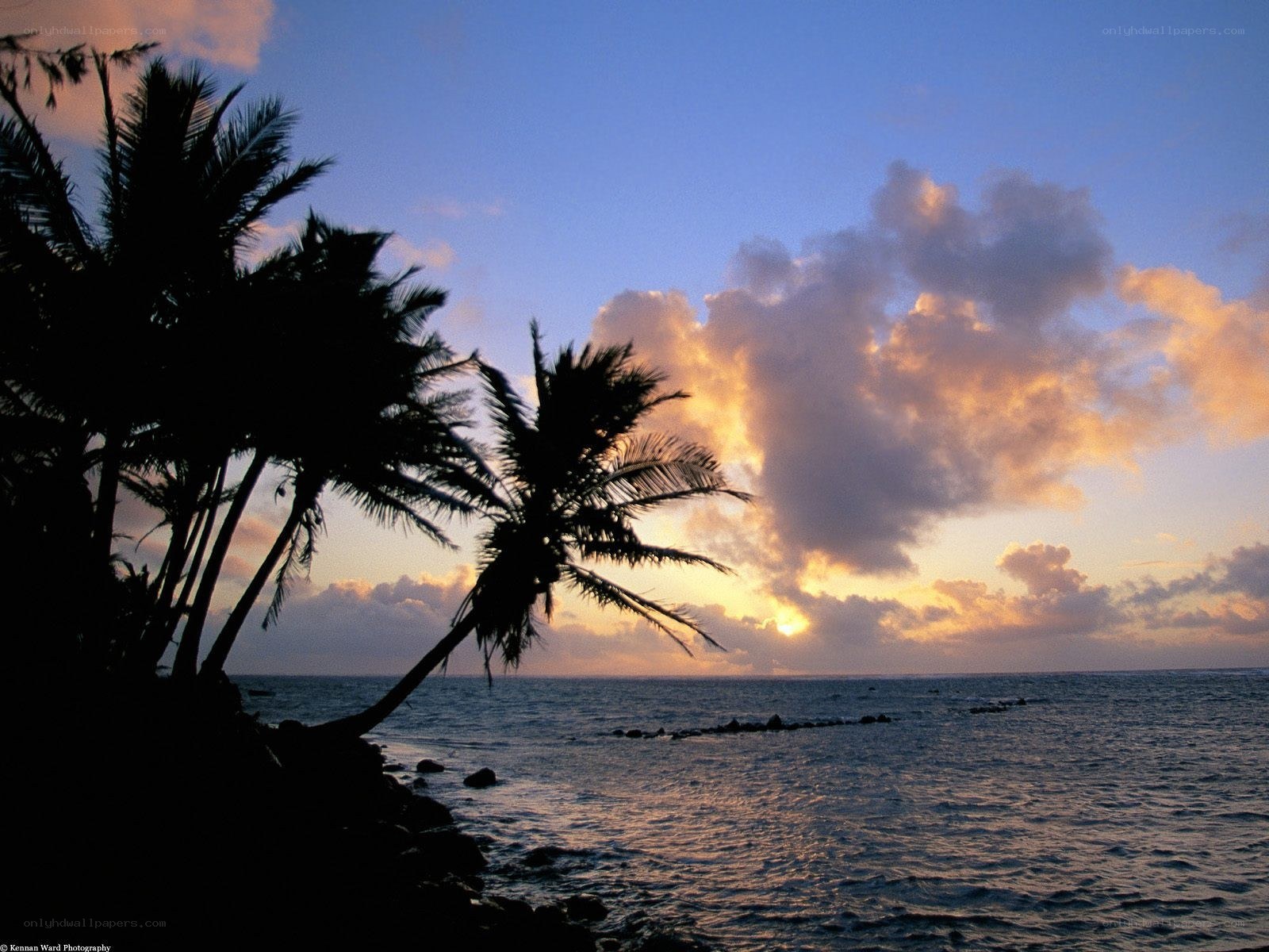 Palm trees at sunset by the ocean