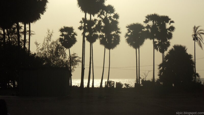 Palm trees at sunset by the sea