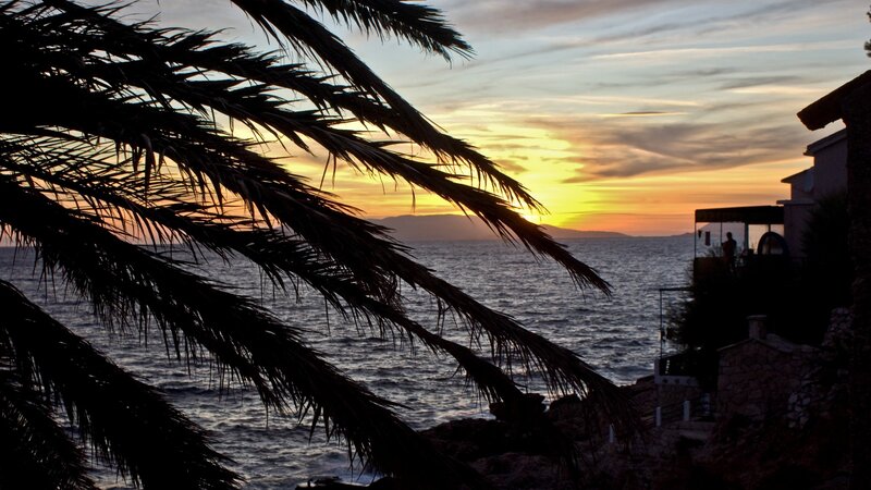Palm trees at sunset by the sea