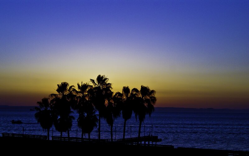 Palm trees at sunset by the sea