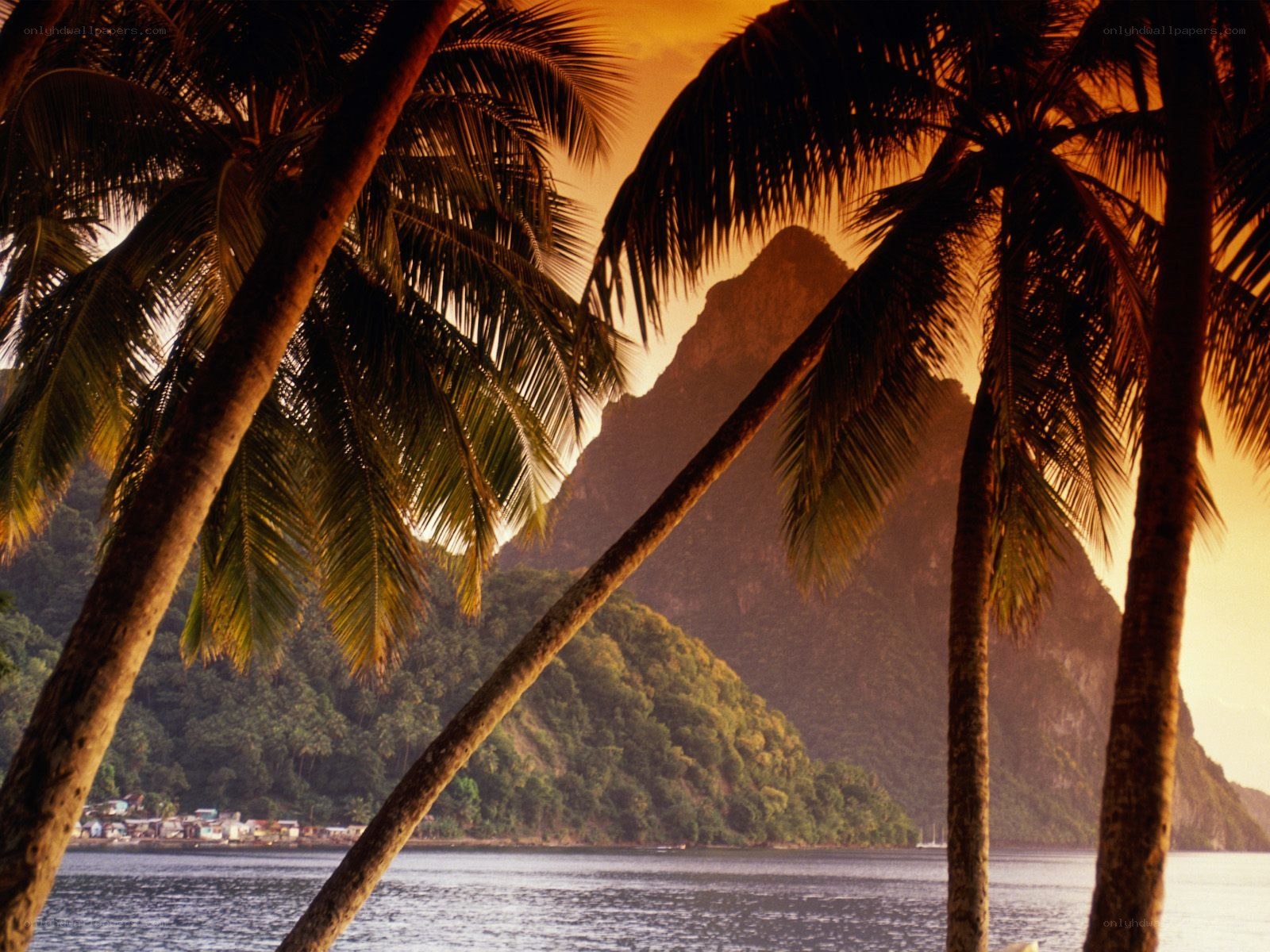Palm trees at sunset by the sea