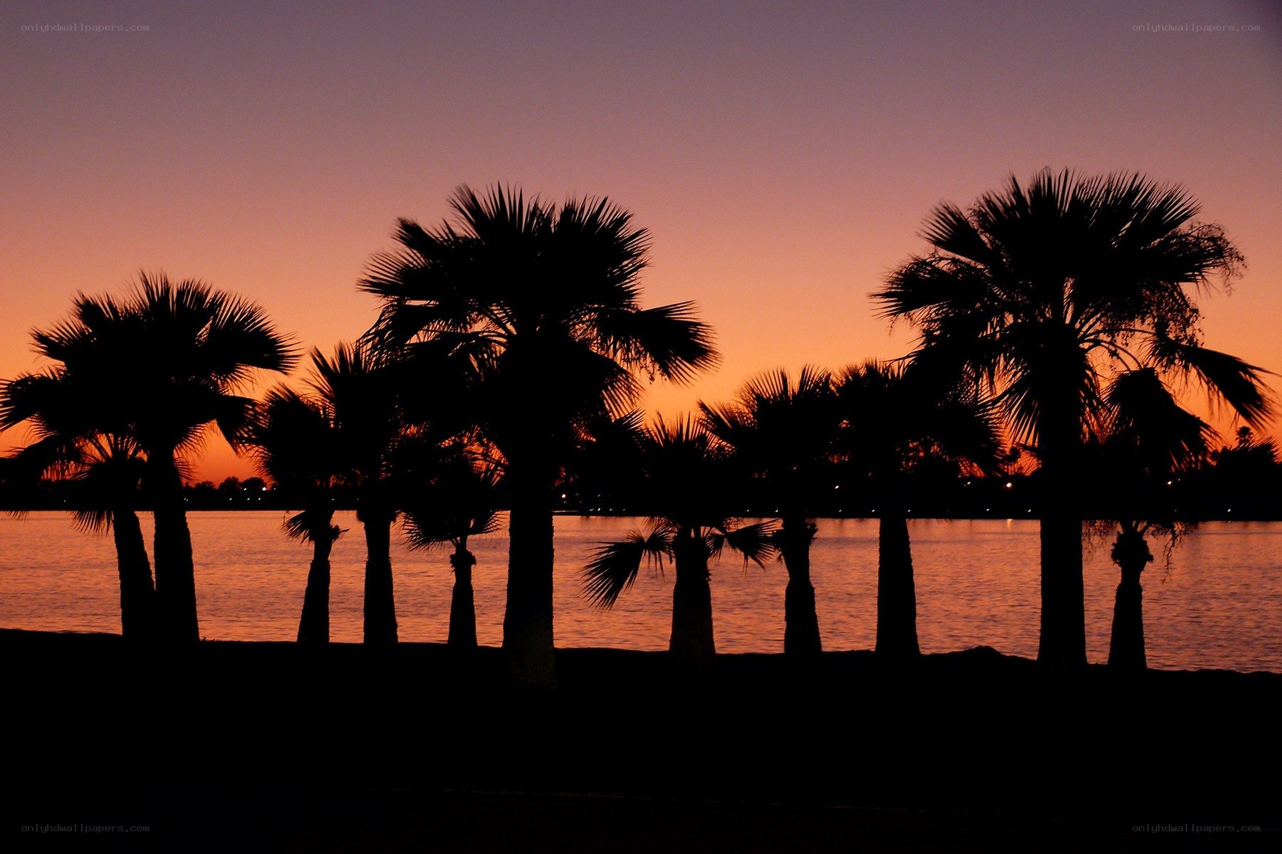 Palm trees at sunset by the water
