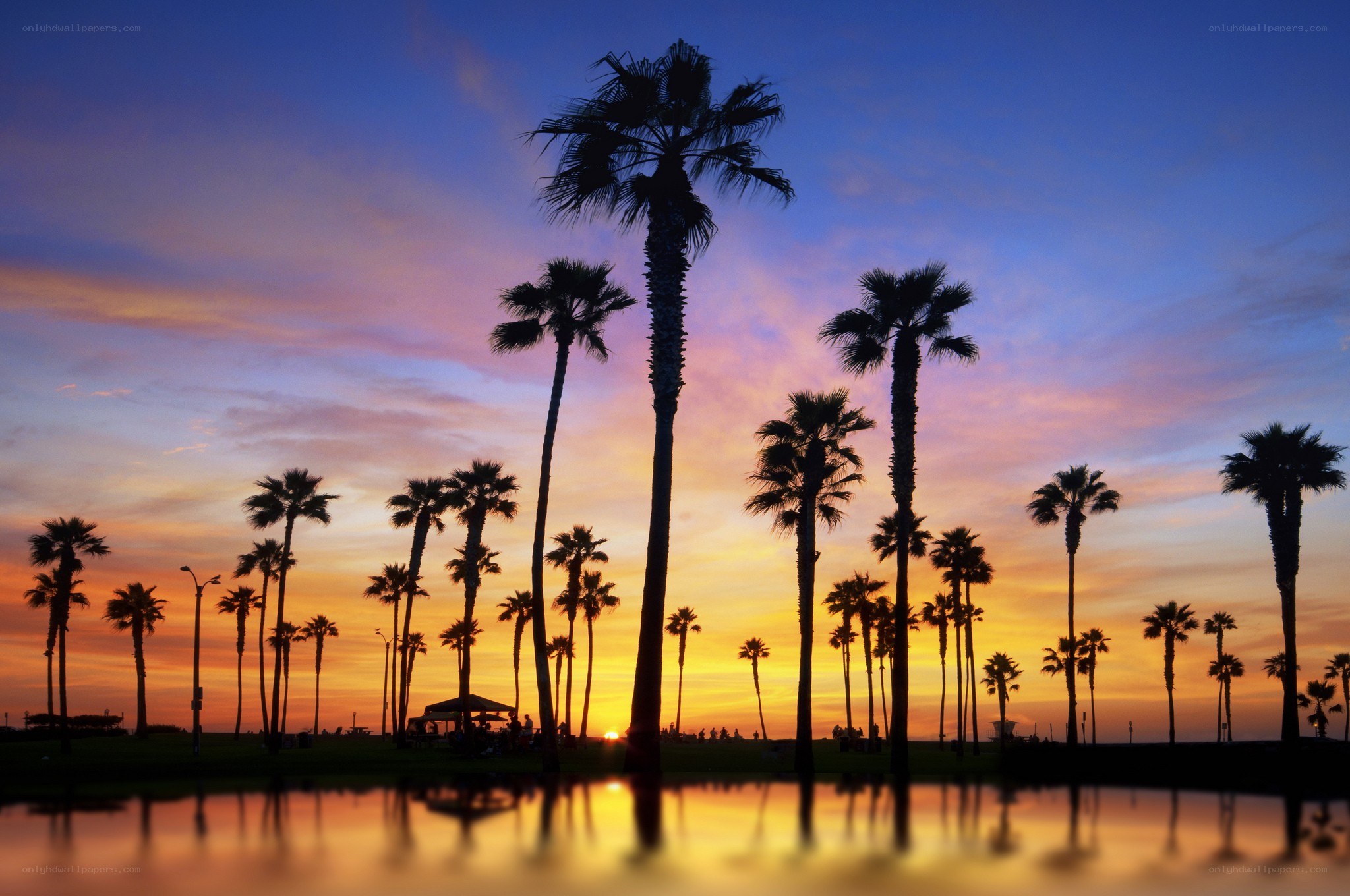 Palm trees at sunset by water