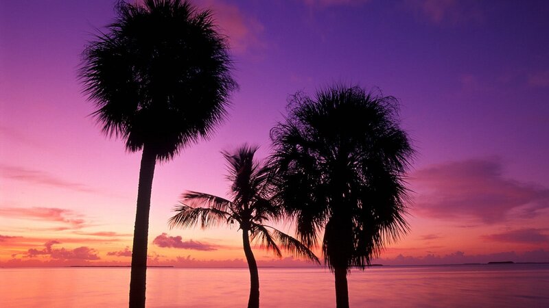 Palm Trees at Sunset — Clouds