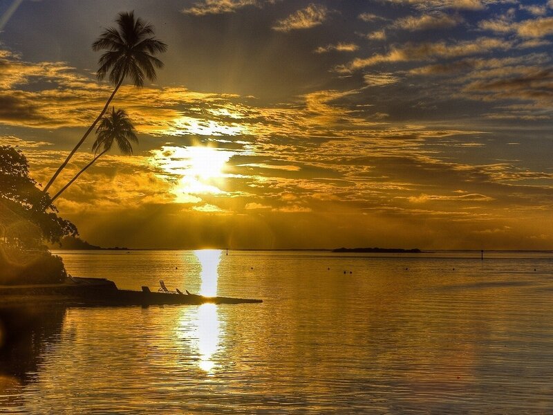 Palm Trees at Sunset — Gold, Serene
