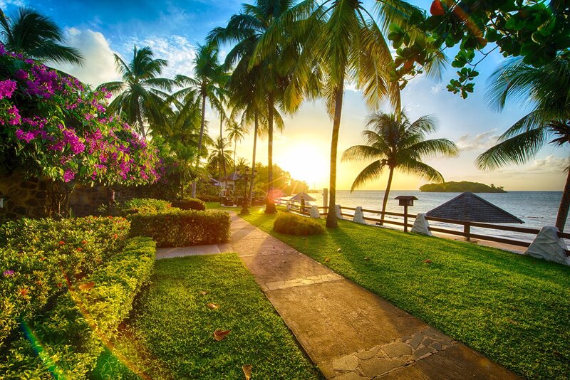 Palm Trees at Sunset — Green, Serene, Photograph
