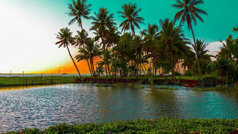 Palm Trees at Sunset — Green, Serene