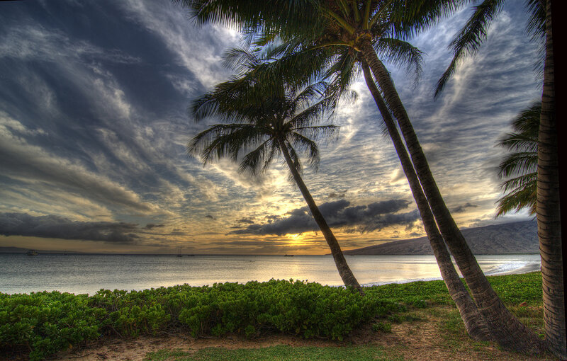 Palm Trees at Sunset — Green