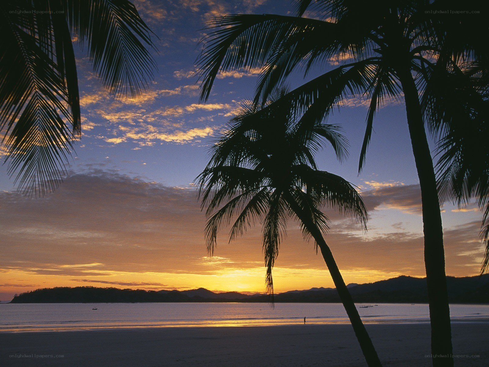 Palm trees at sunset on a beach