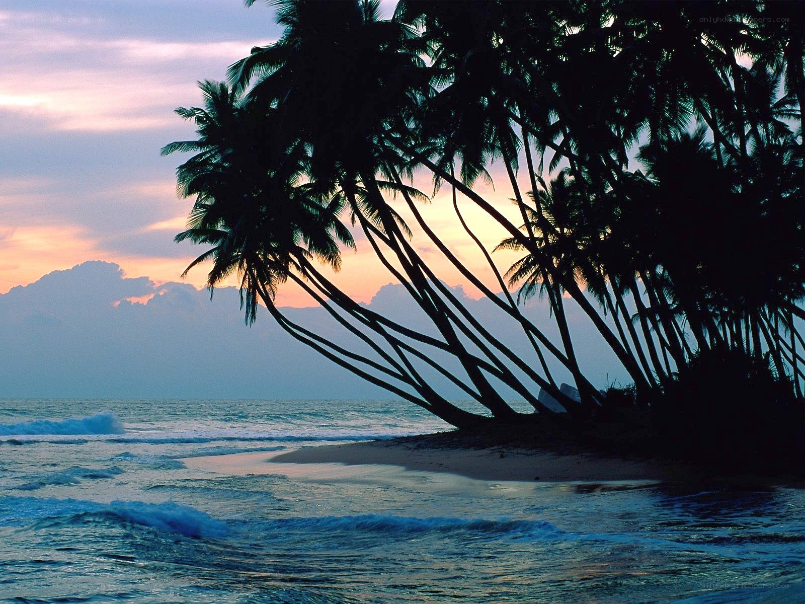 Palm trees at sunset on a beach