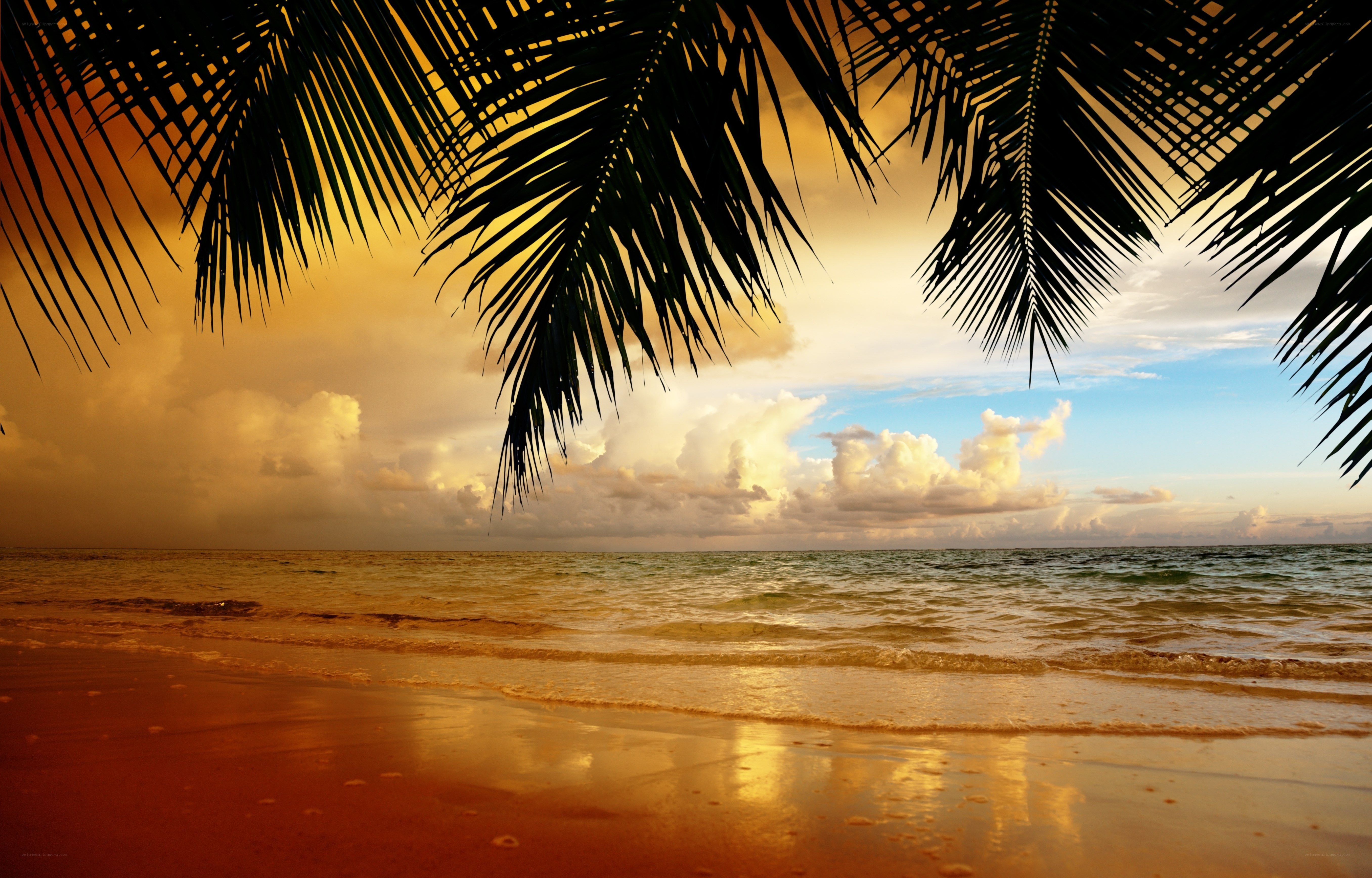 Palm trees at sunset on a beach