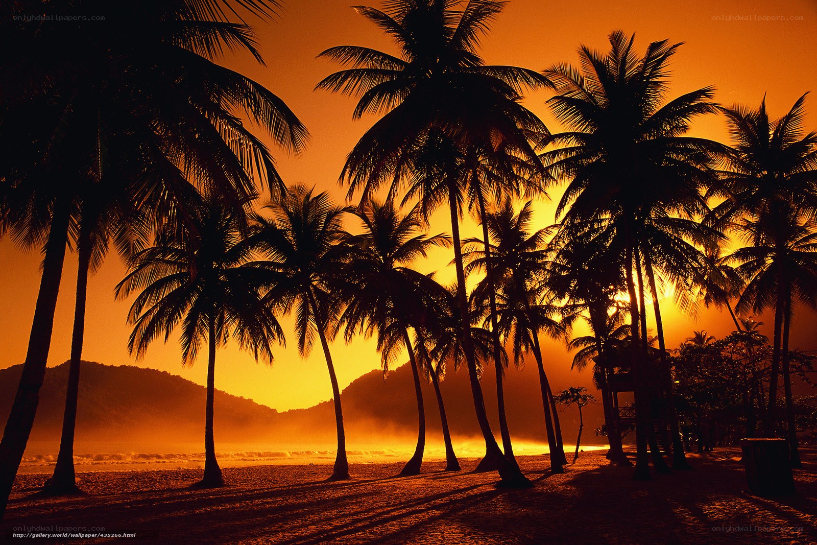 Palm trees at sunset on a beach
