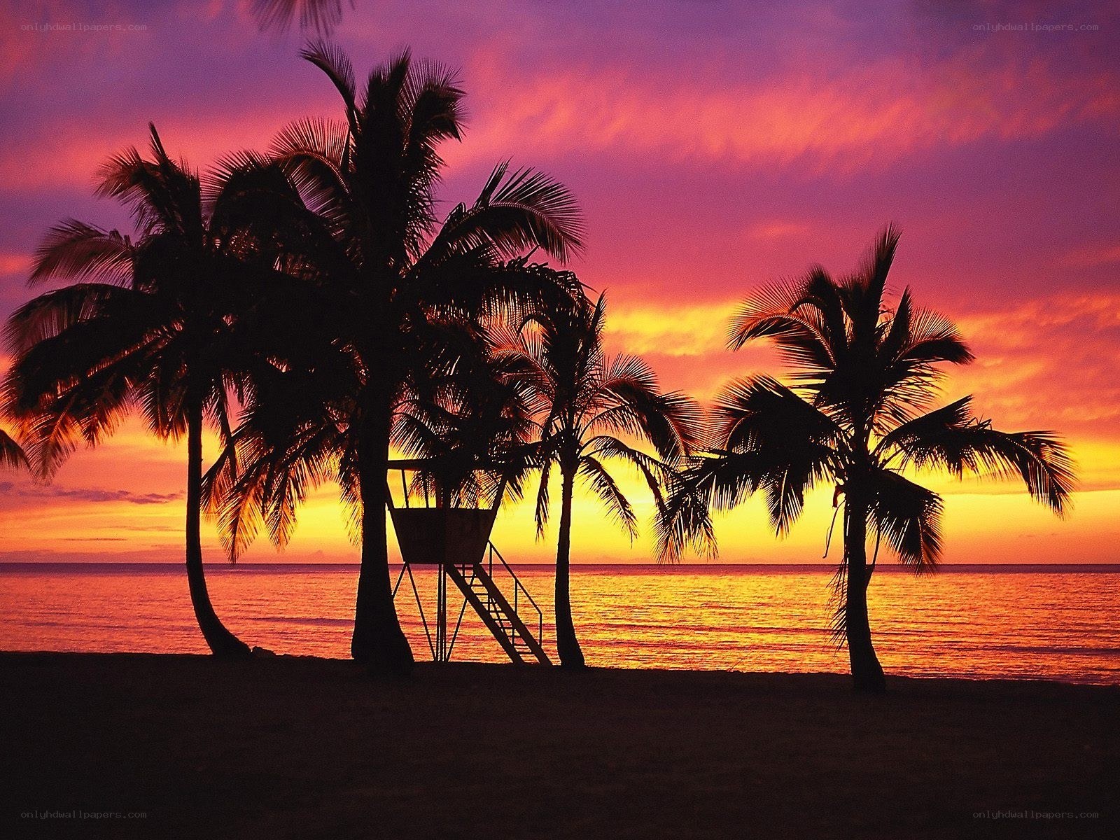 Palm trees at sunset on a beach