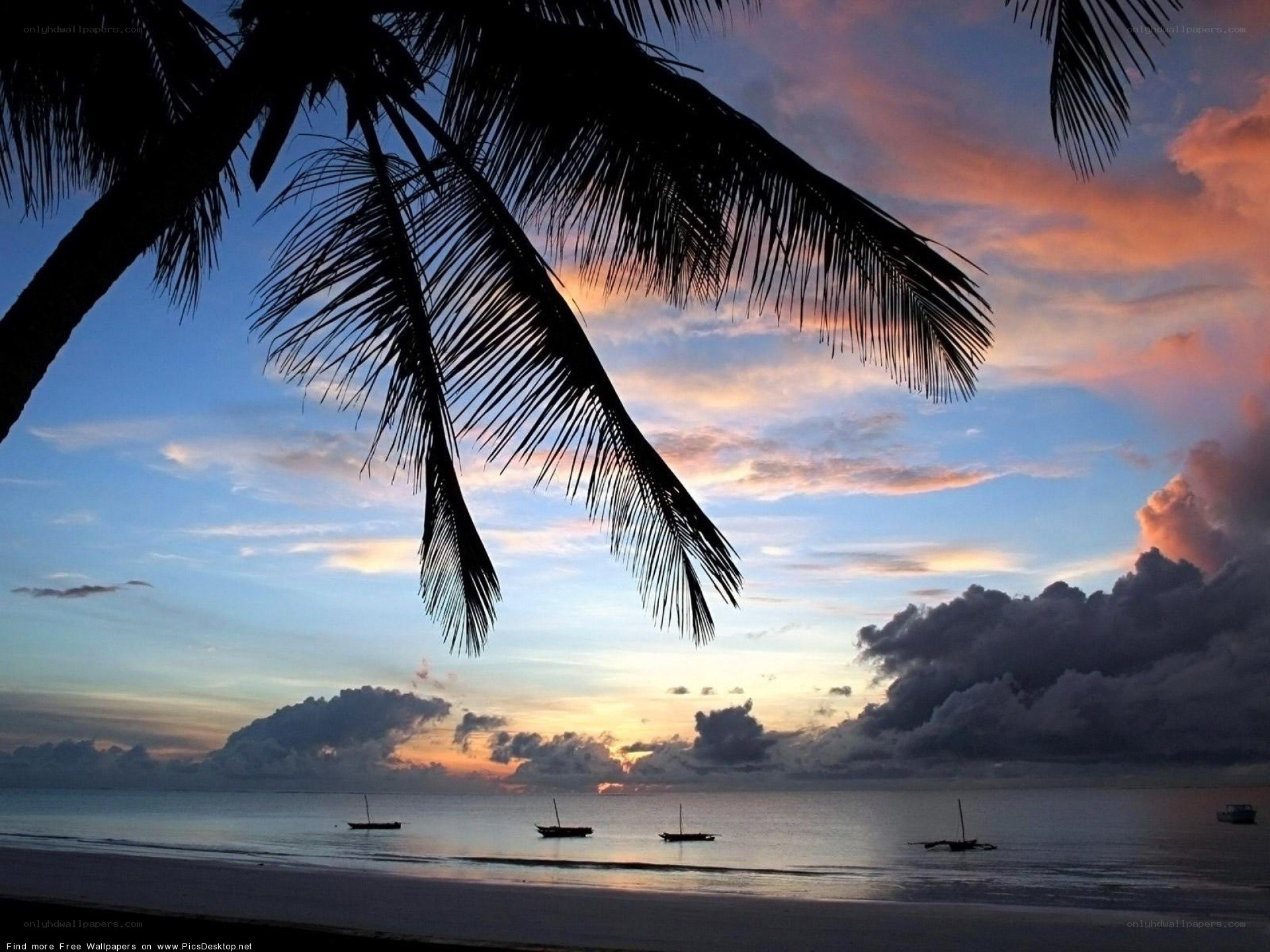 Palm trees at sunset on a beach
