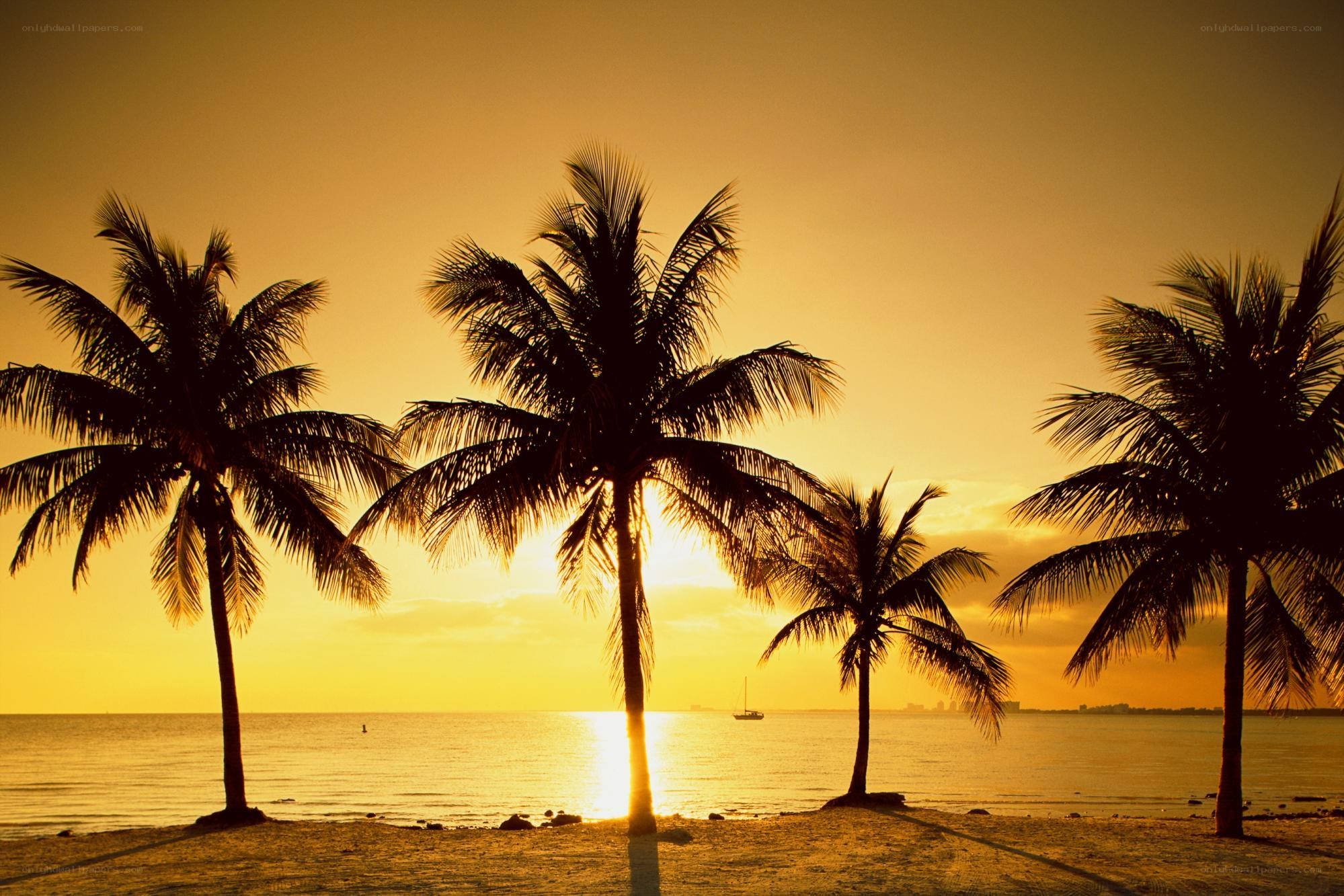 Palm trees at sunset on a beach