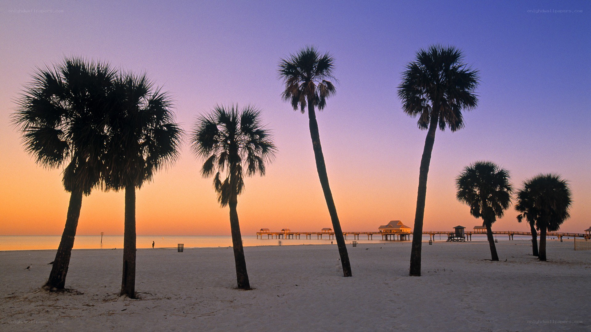 Palm trees at sunset on a beach