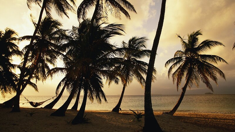 Palm trees at sunset on a beach