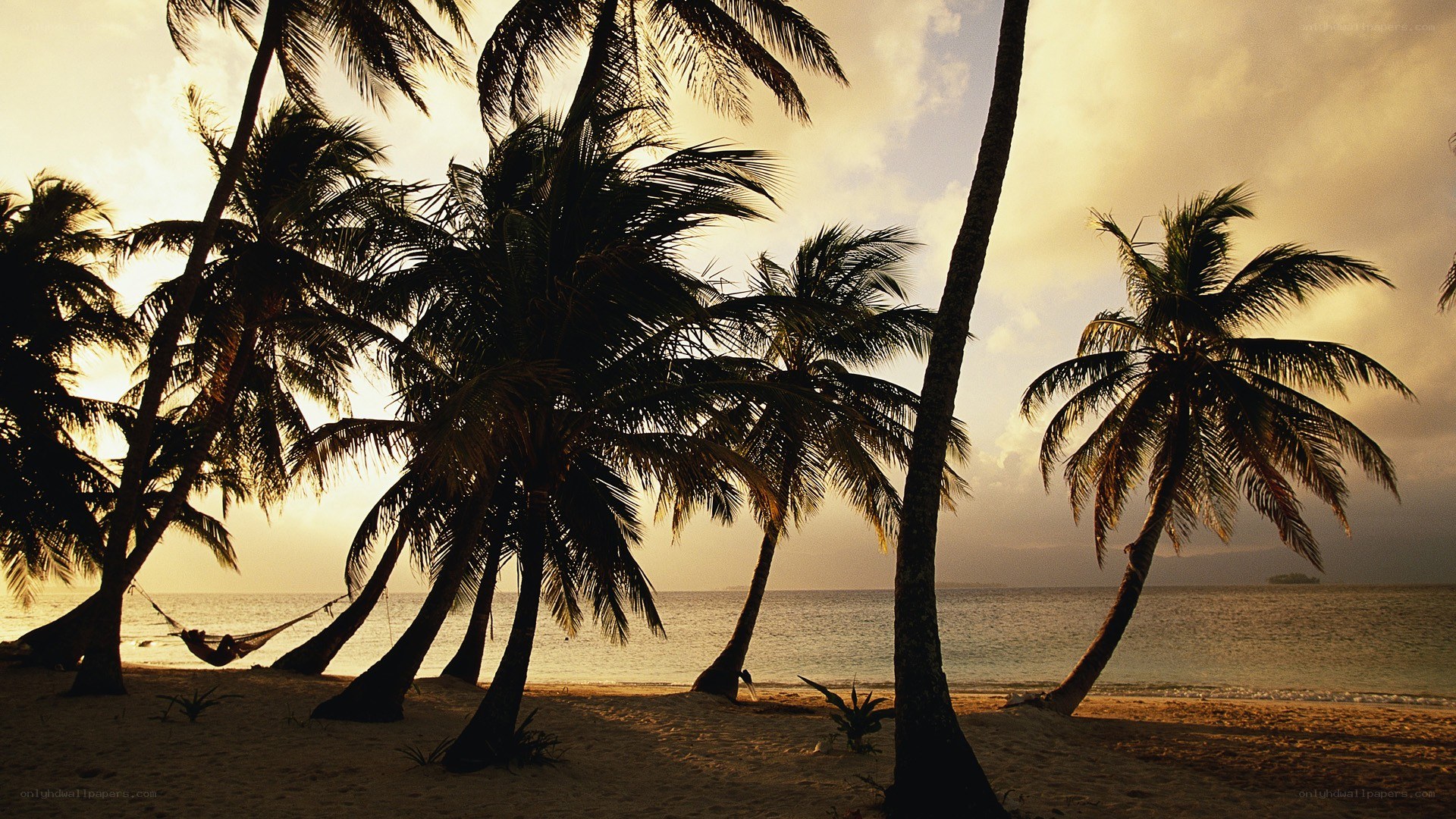 Palm trees at sunset on a beach