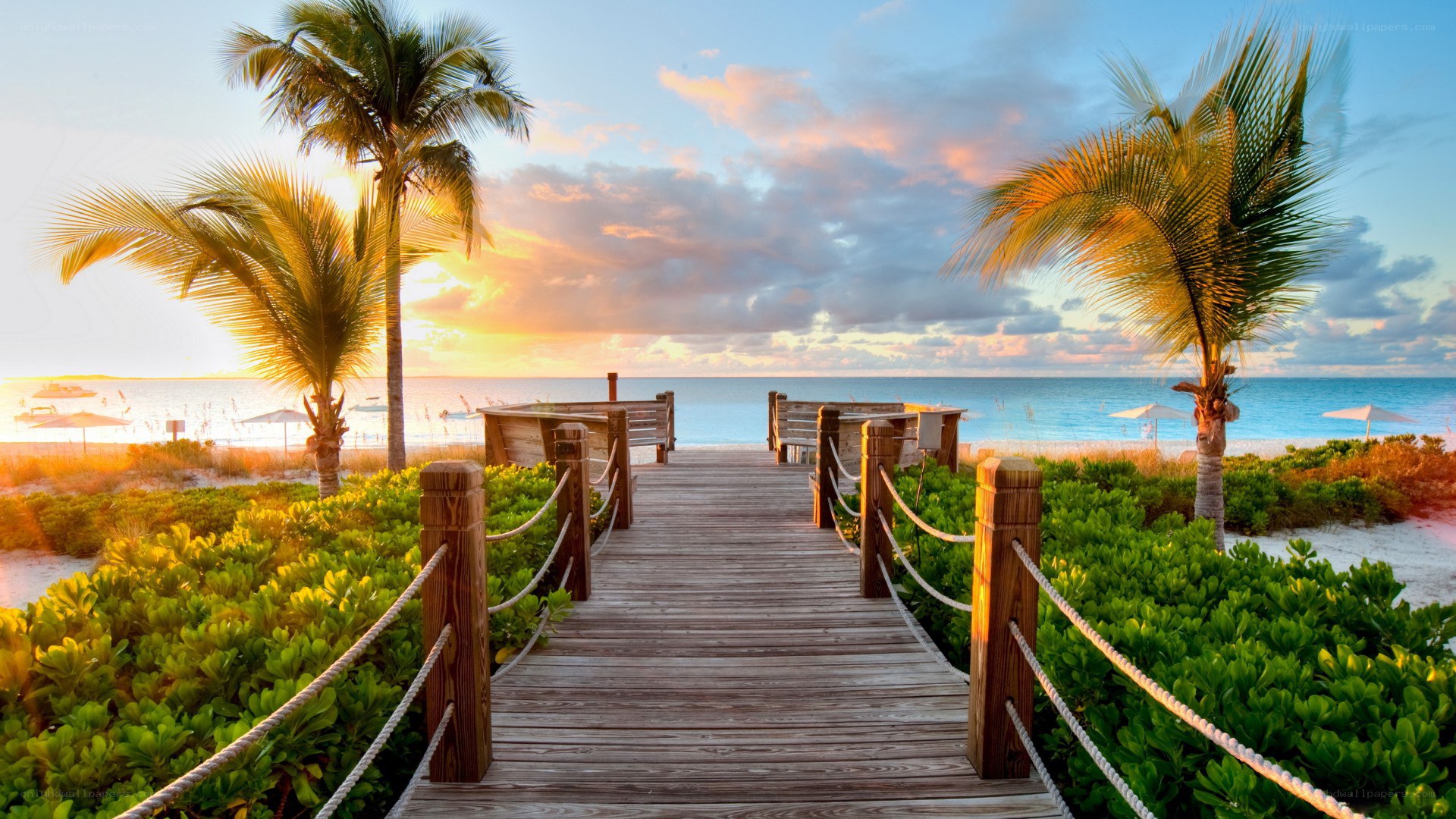Palm trees at sunset on a beach