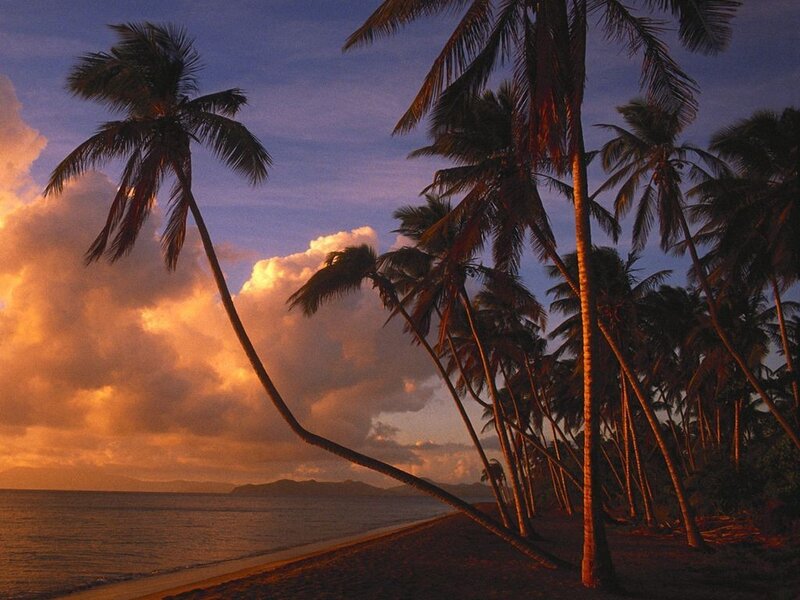 Palm trees at sunset on a tropical beach
