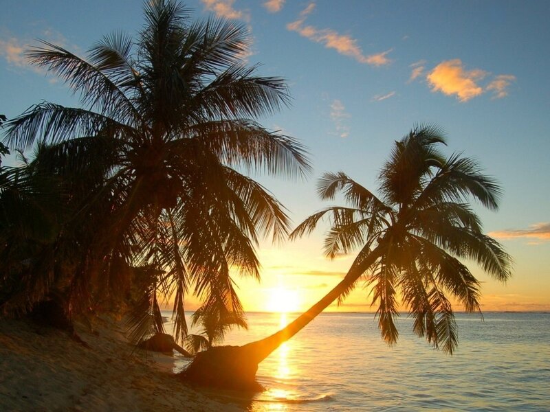 Palm trees at sunset on a tropical beach