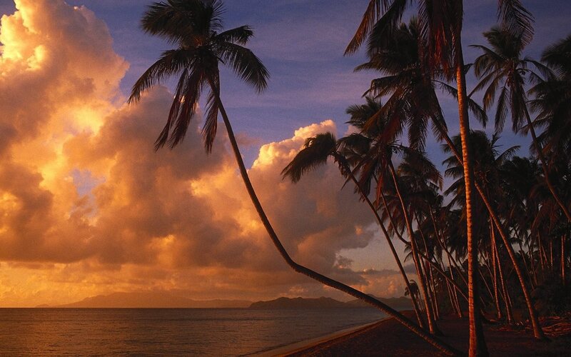 Palm trees at sunset on a tropical beach