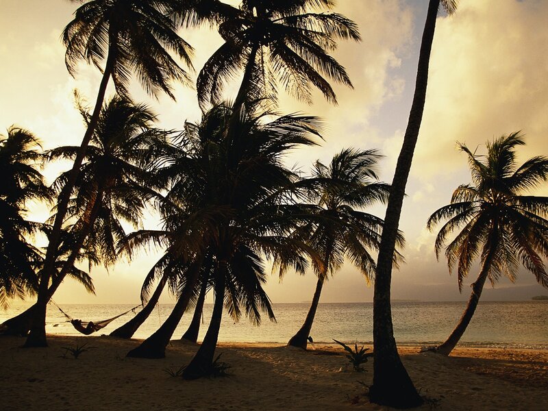 Palm trees at sunset on a tropical beach