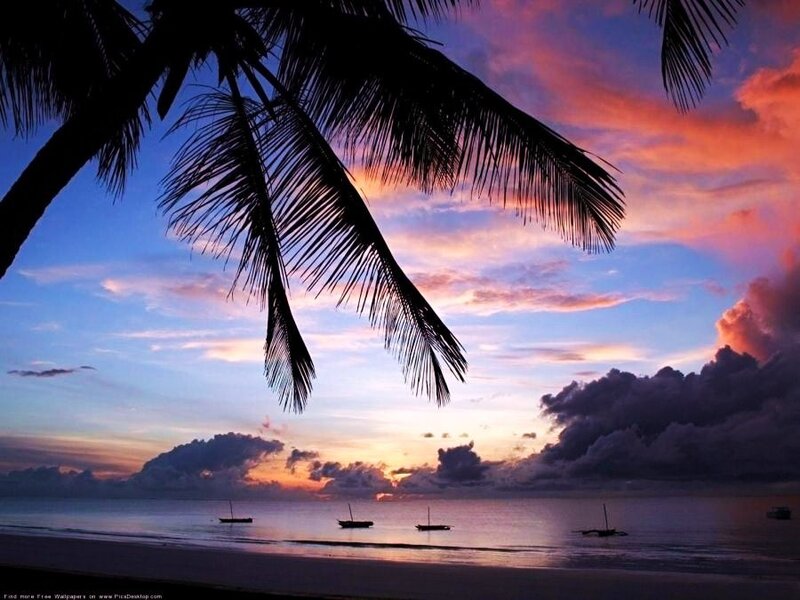 Palm trees at sunset on a tropical beach