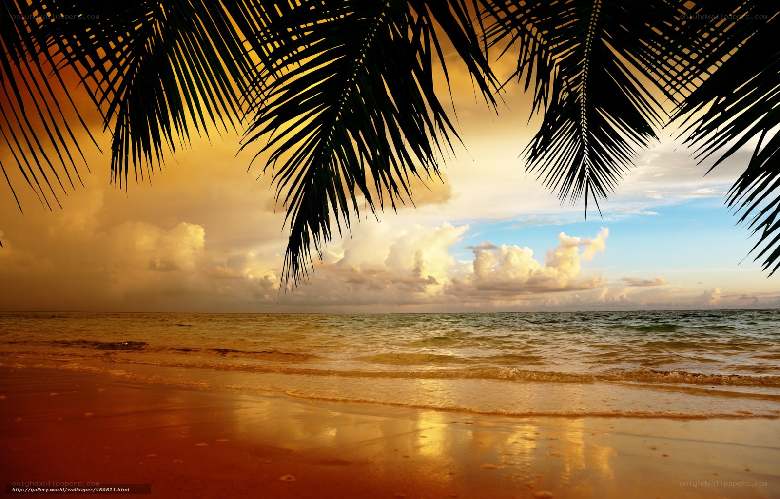 Palm trees at sunset on a tropical beach