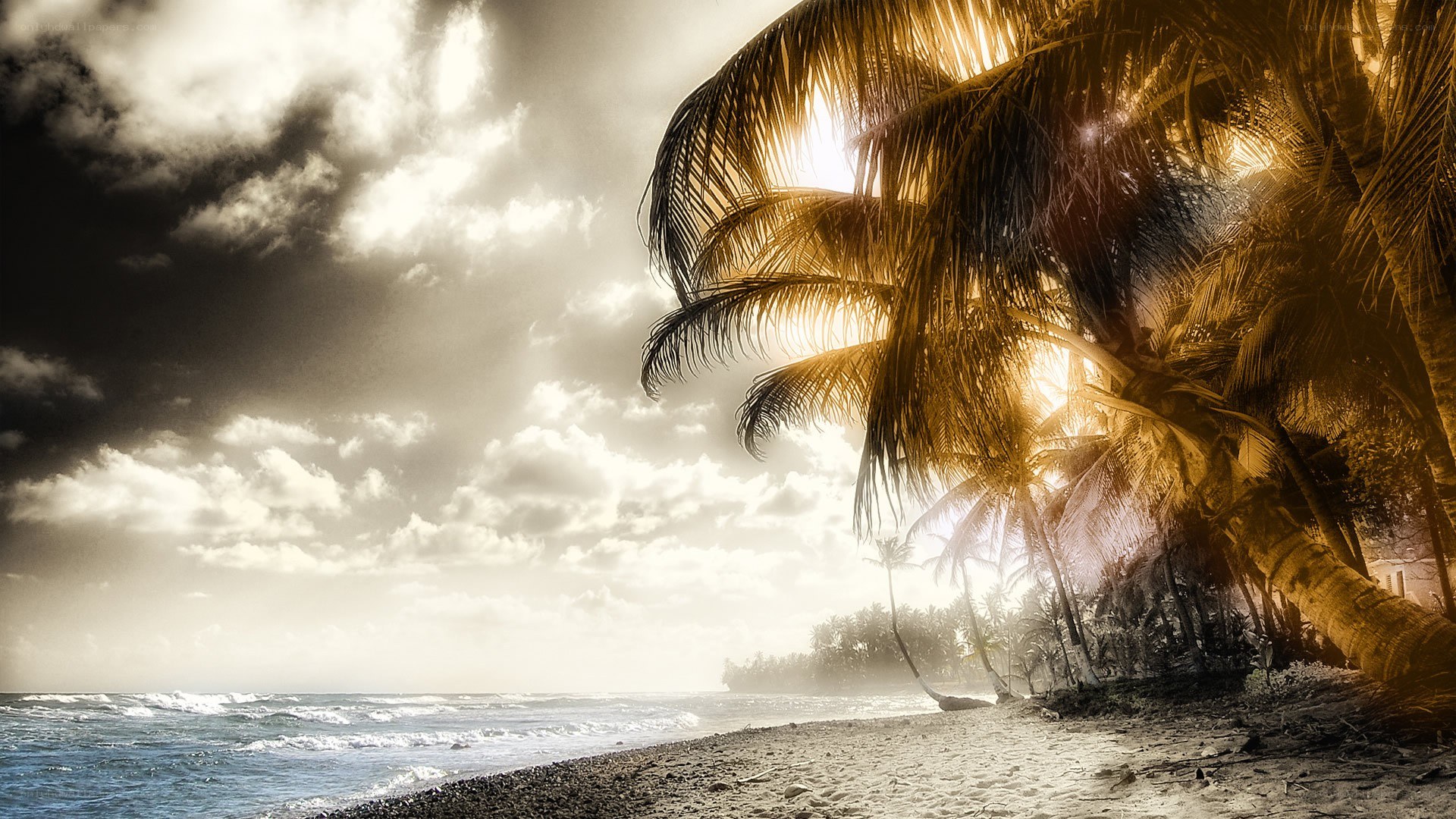 Palm trees at sunset on beach