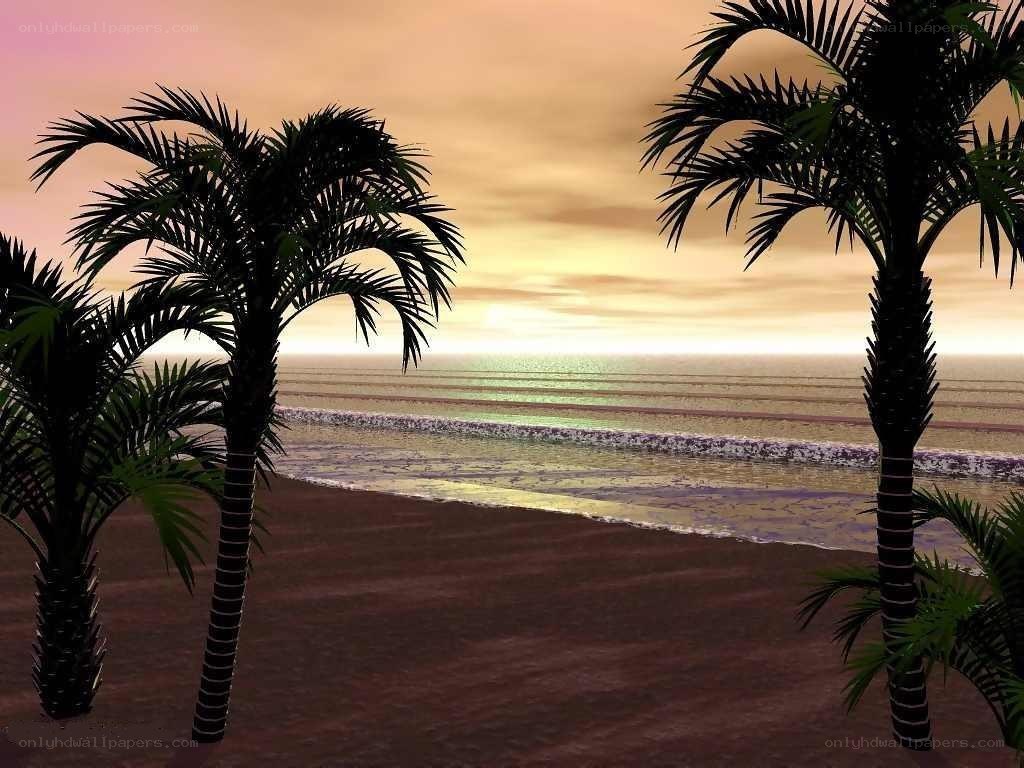 palm trees at sunset on beach