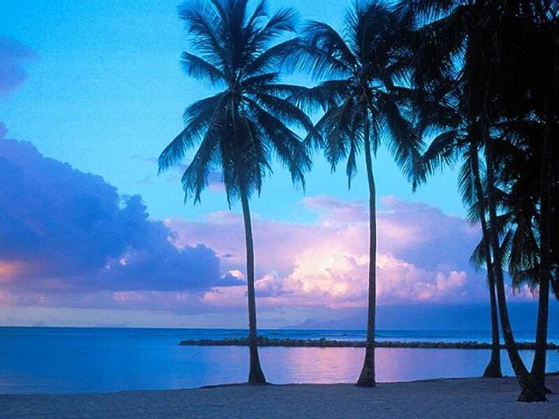 palm trees at sunset on beach