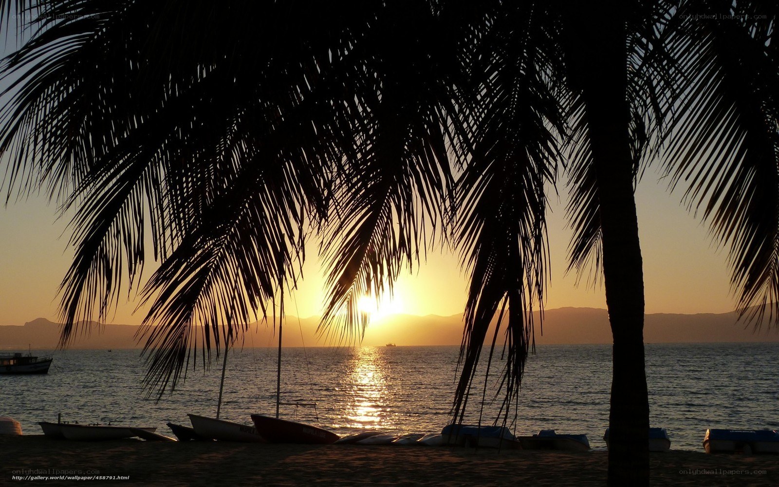 Palm trees at sunset on beach
